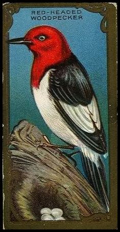 18 Red-Headed Woodpecker
